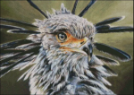 (image for) Secretary Bird
